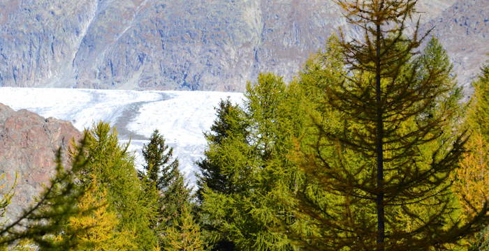 Arven-Lärchen Wald Aletschwald - Blick auf den Gletscher