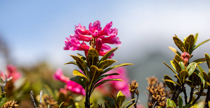 Alpenrose im Alpengarten
